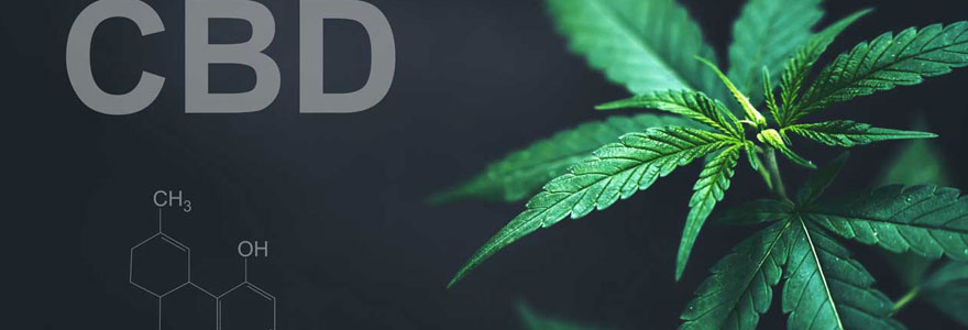 cannabidiol