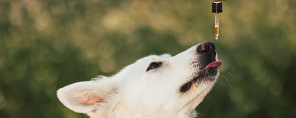 Chien stressé