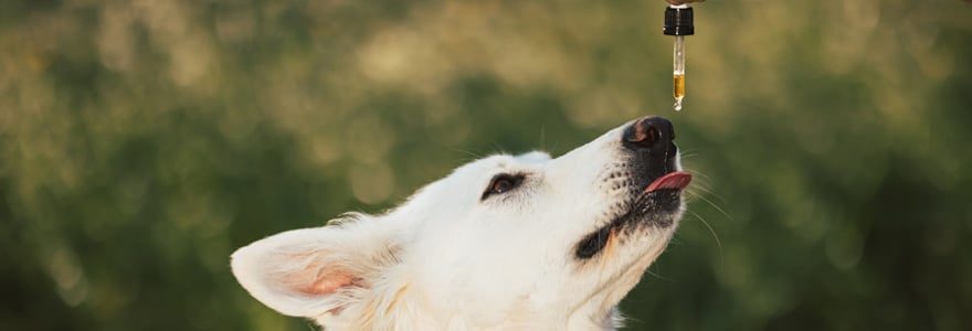 Chien stressé