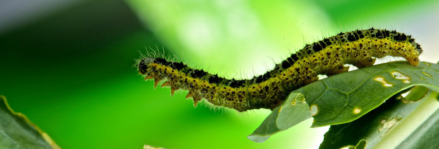 Les phéromones pour insectes