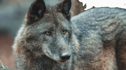 Loup gris